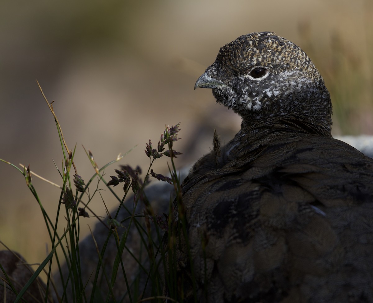 White-tailed Ptarmigan - ML300505971