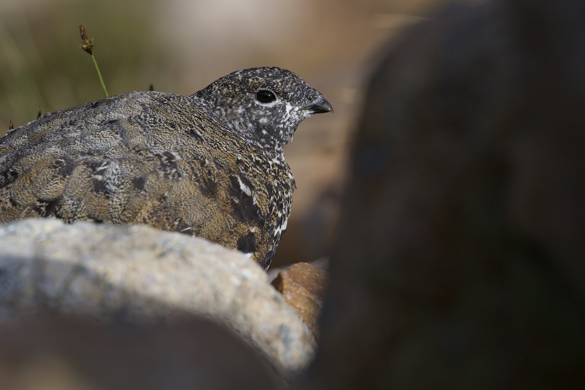 White-tailed Ptarmigan - ML300505991