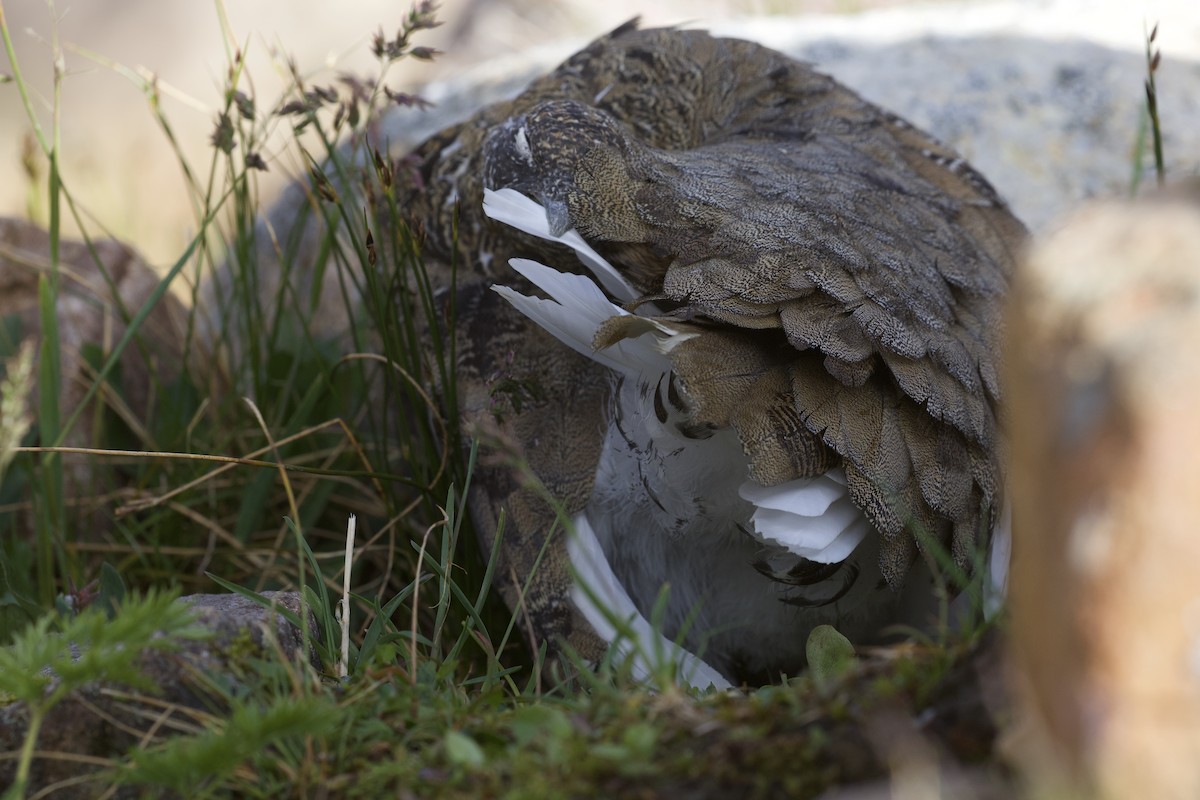White-tailed Ptarmigan - ML300506011
