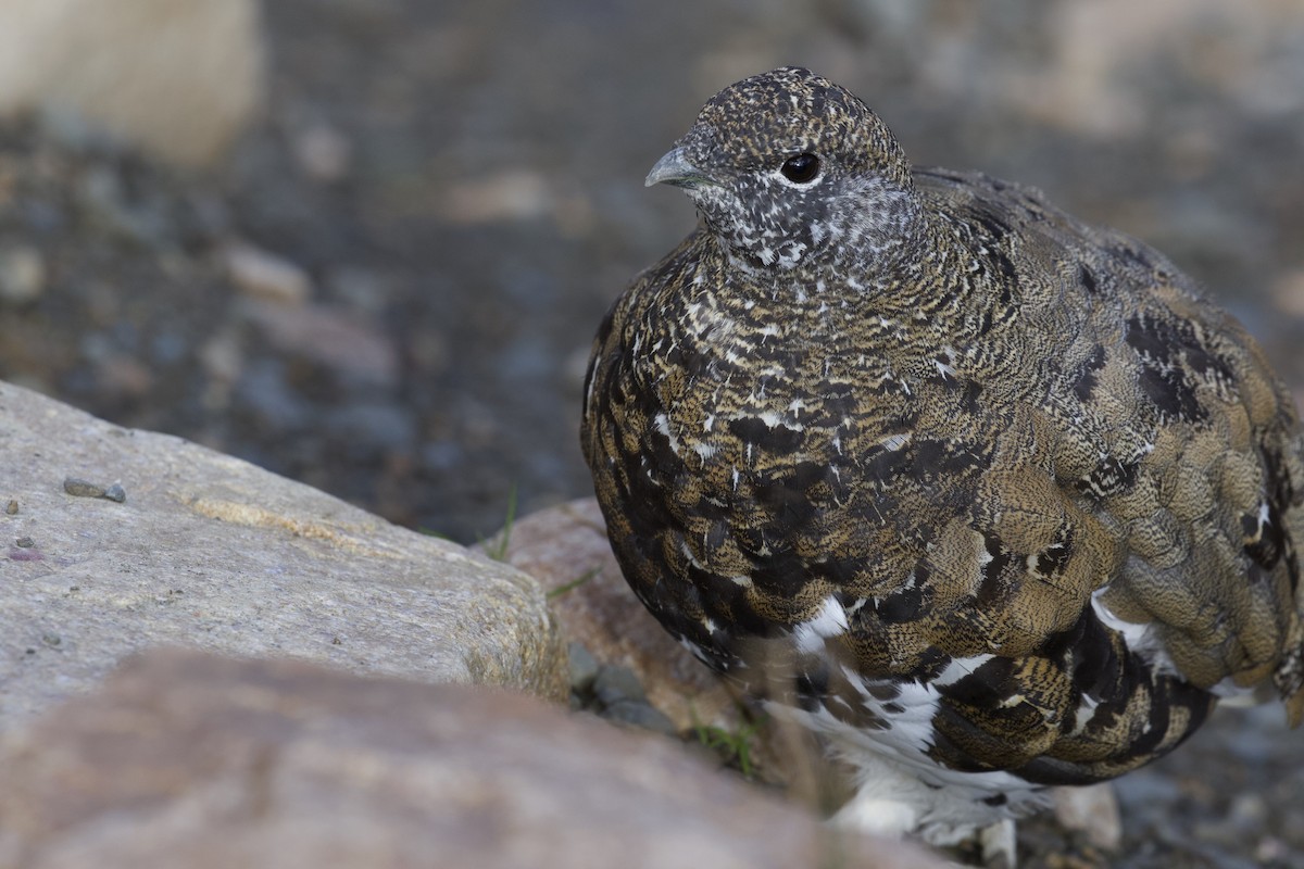 White-tailed Ptarmigan - ML300506031