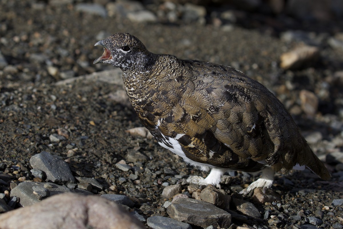 White-tailed Ptarmigan - ML300506081