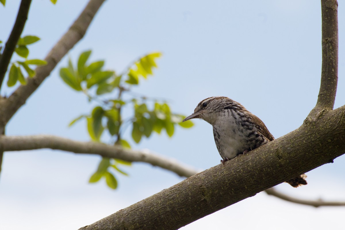 Banded Wren - ML300507161