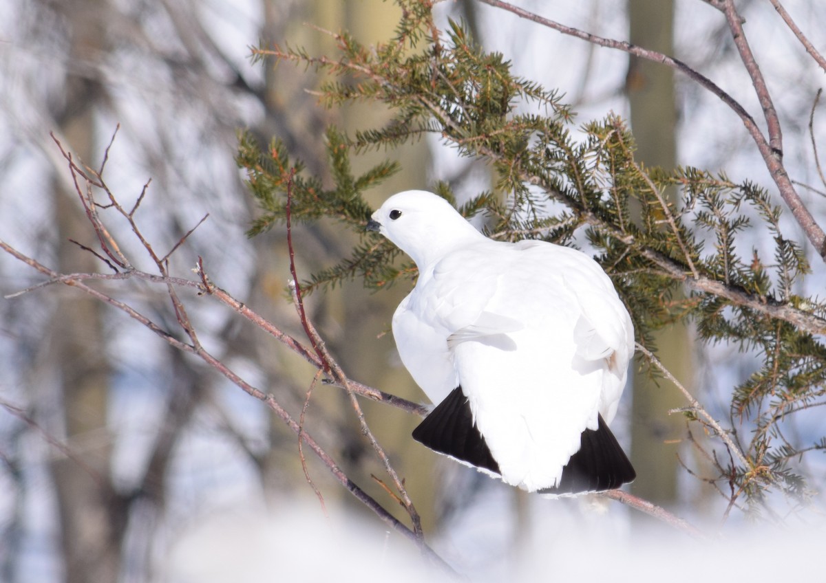 Willow Ptarmigan - Dominique Blanc