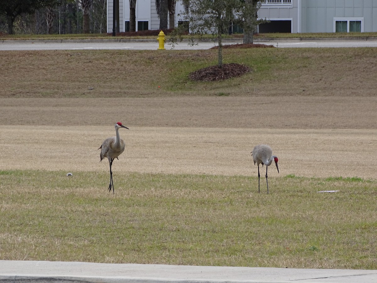 Sandhill Crane - ML300507431