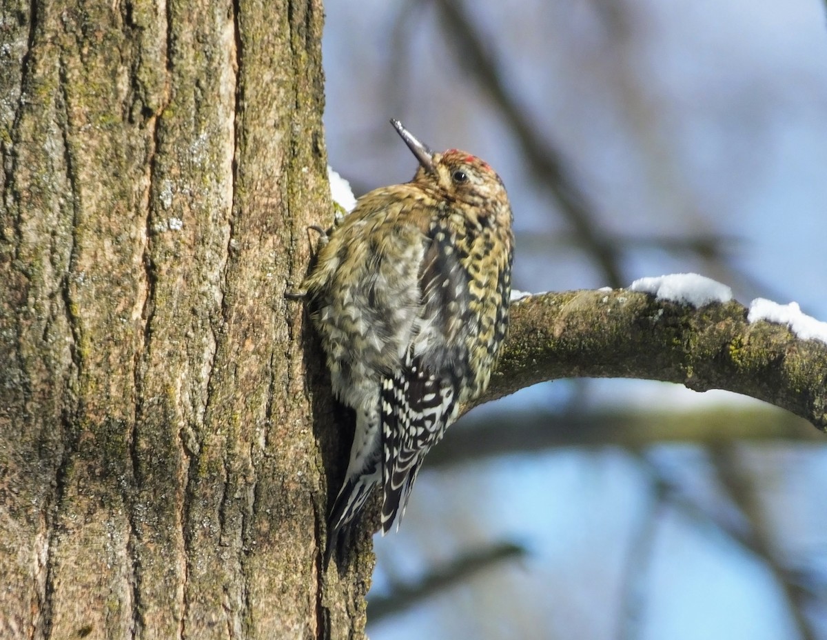 Yellow-bellied Sapsucker - ML300508431