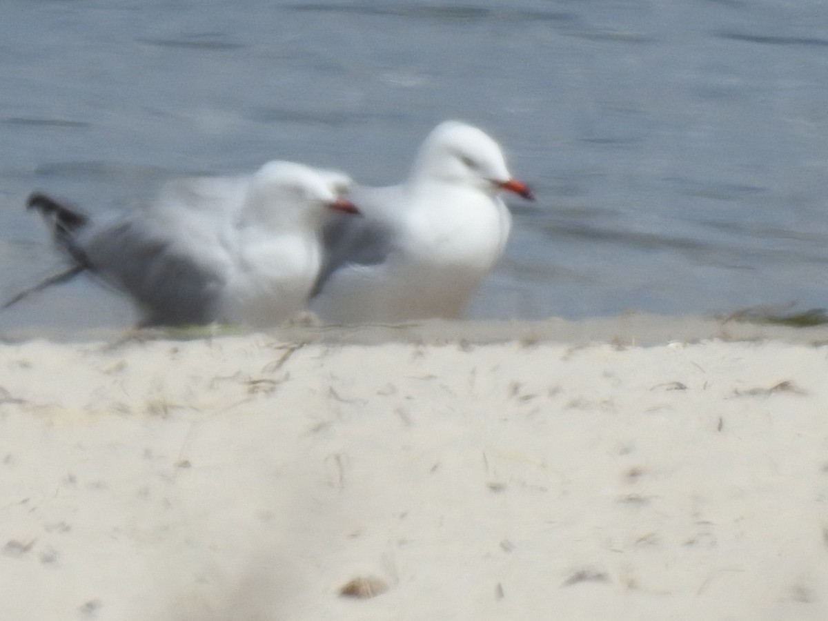 Silver Gull - Mark Tarnawski