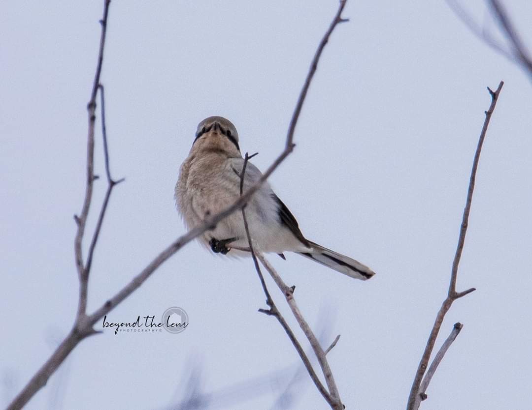 Northern Shrike - Kathy Koenig