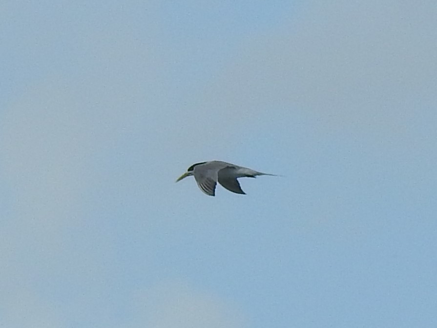 Great Crested Tern - ML300508861