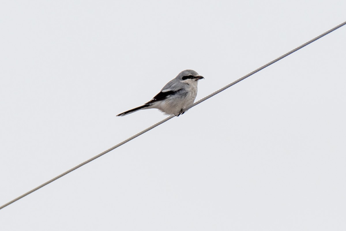 Northern Shrike - Brent Miller