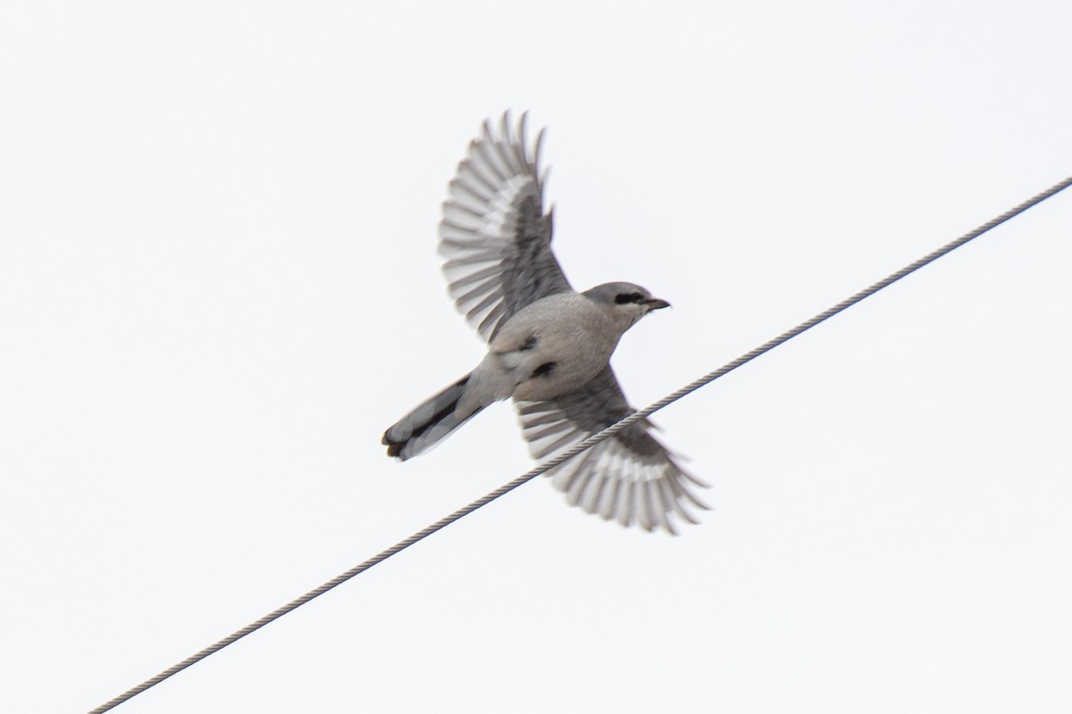 ťuhýk severní - ML300509291