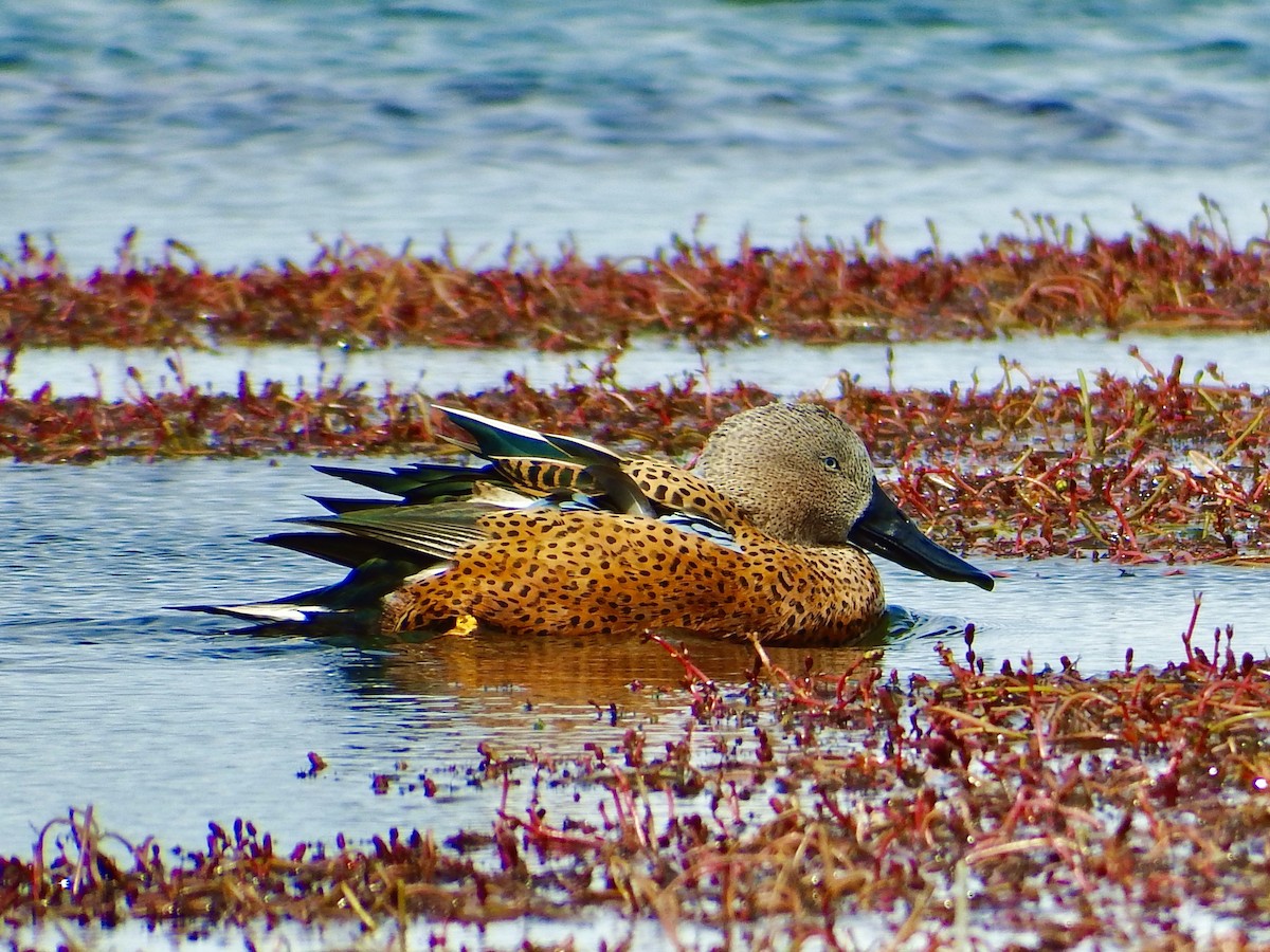 アカハシビロガモ - ML300509331