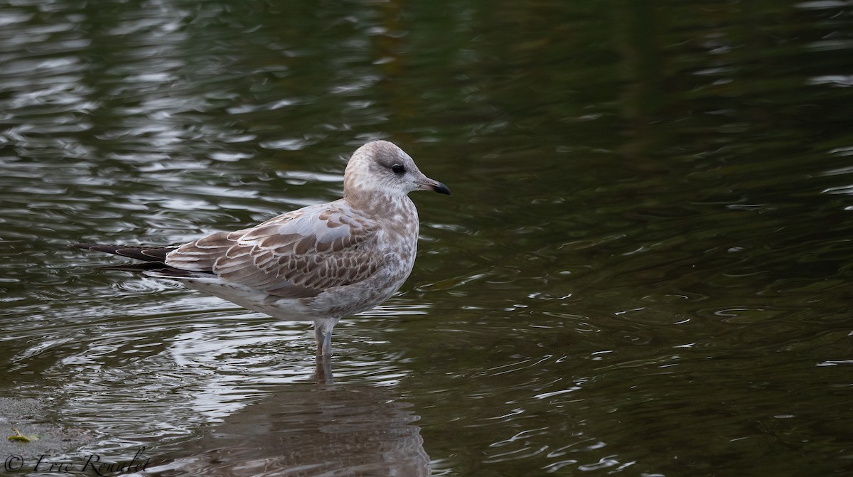 Gaviota Cana - ML300510011