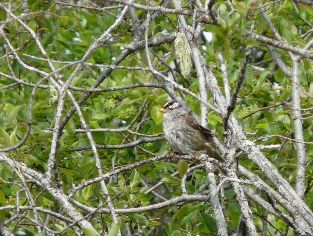 White-crowned Sparrow - ML30051031