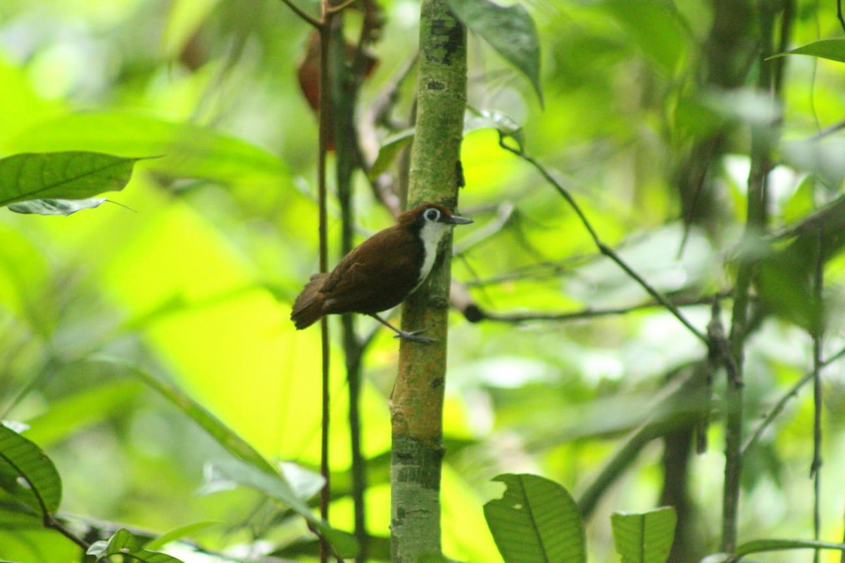 White-cheeked Antbird - George Dávila