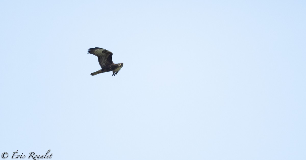 Common Buzzard (Western) - ML300510801