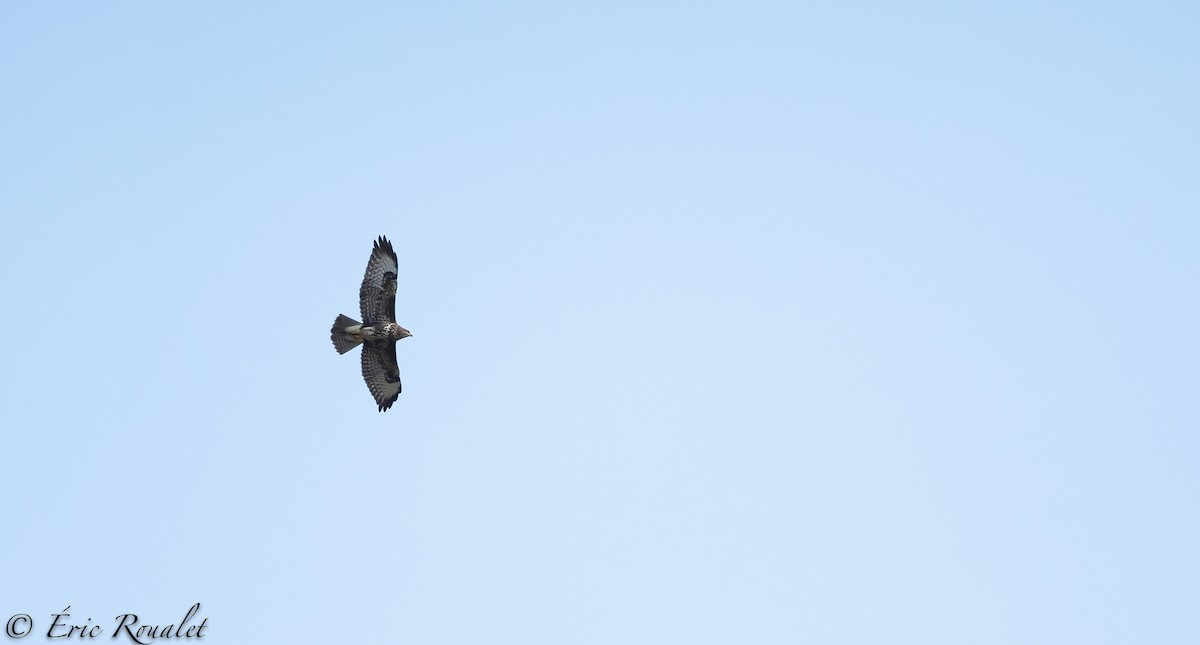 Common Buzzard (Western) - ML300510811