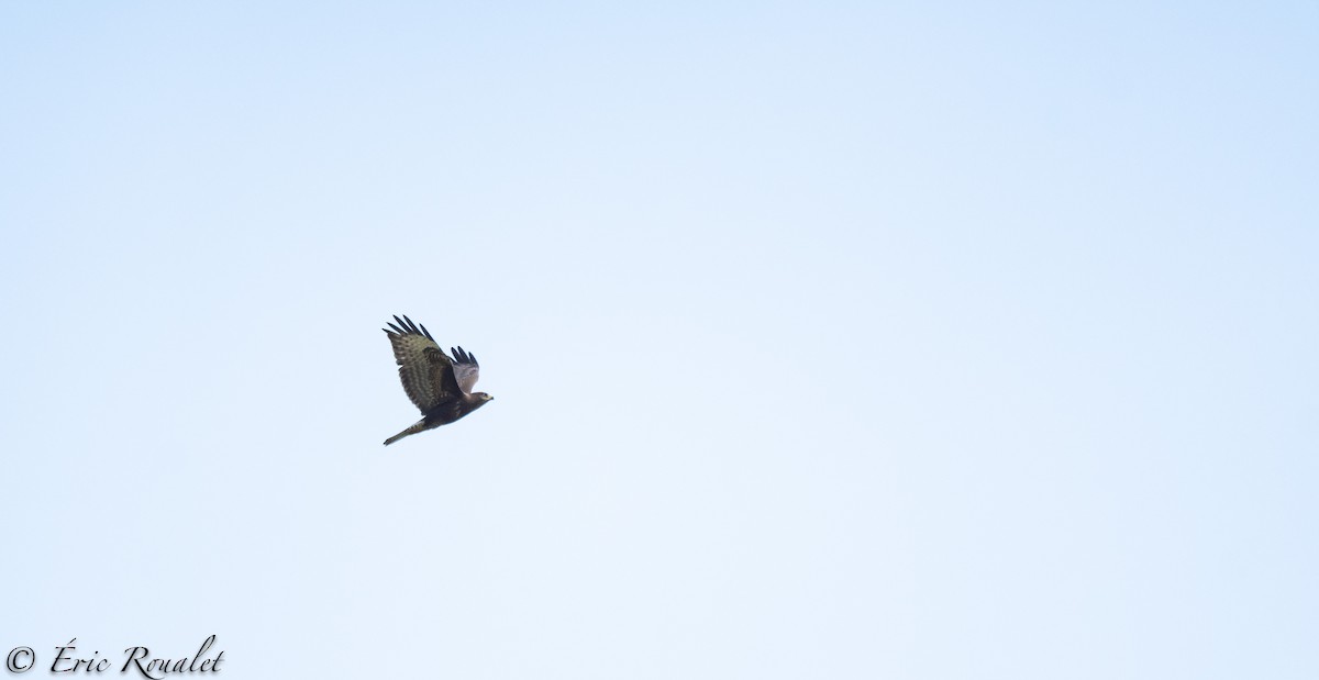 Common Buzzard (Western) - ML300510821