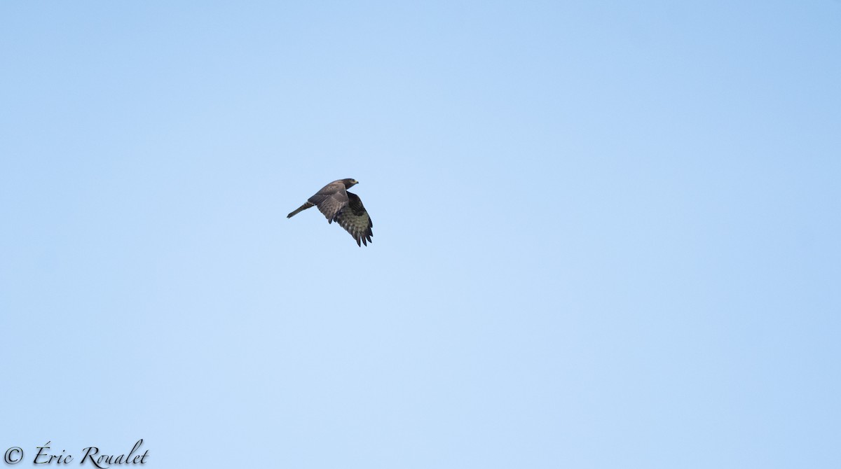 Канюк звичайний (підвид buteo) - ML300510851