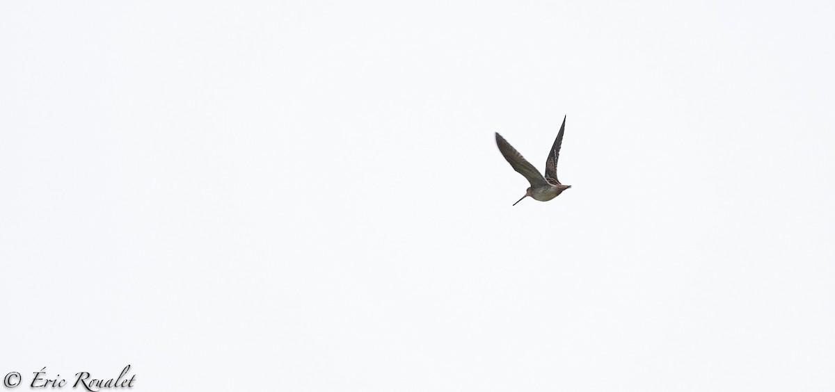 Common Snipe - Eric Francois Roualet