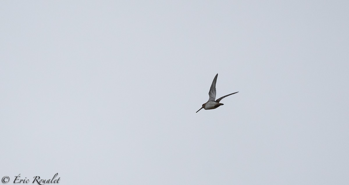 Common Snipe - ML300511681