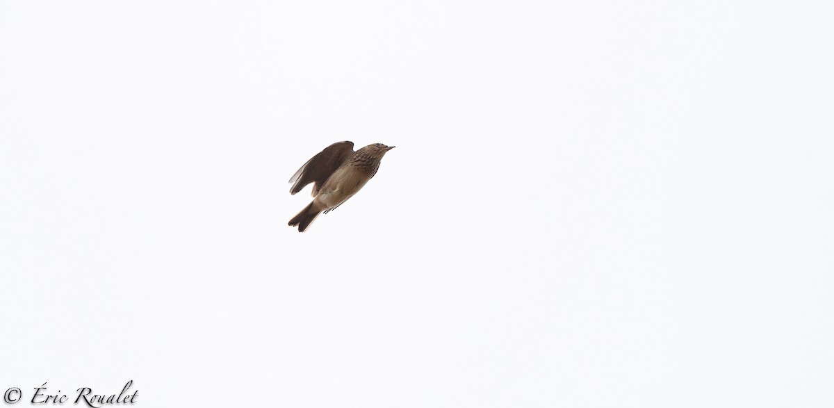 Eurasian Skylark (European) - ML300511731