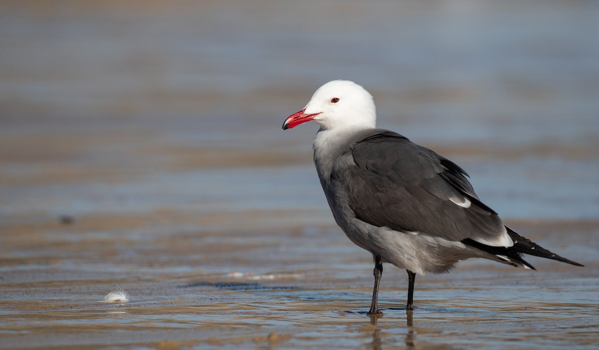 Heermann's Gull - ML300511801