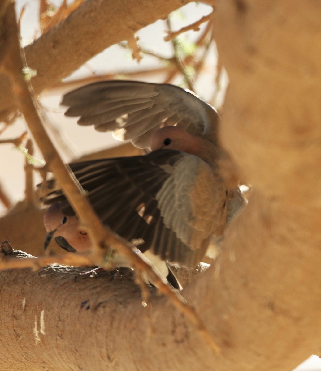 Laughing Dove - ML300512011