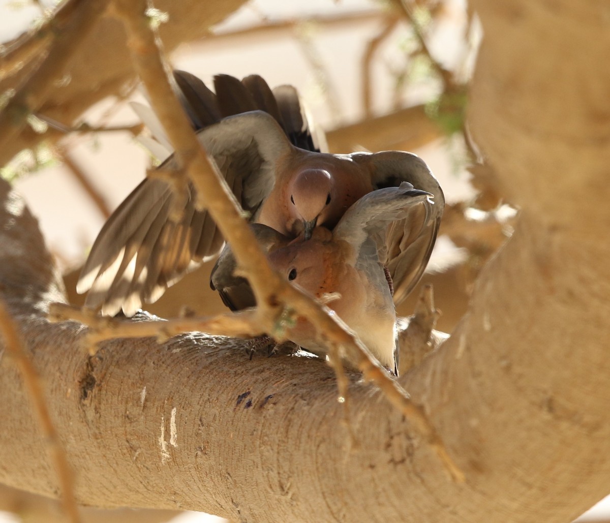 Laughing Dove - ML300512021