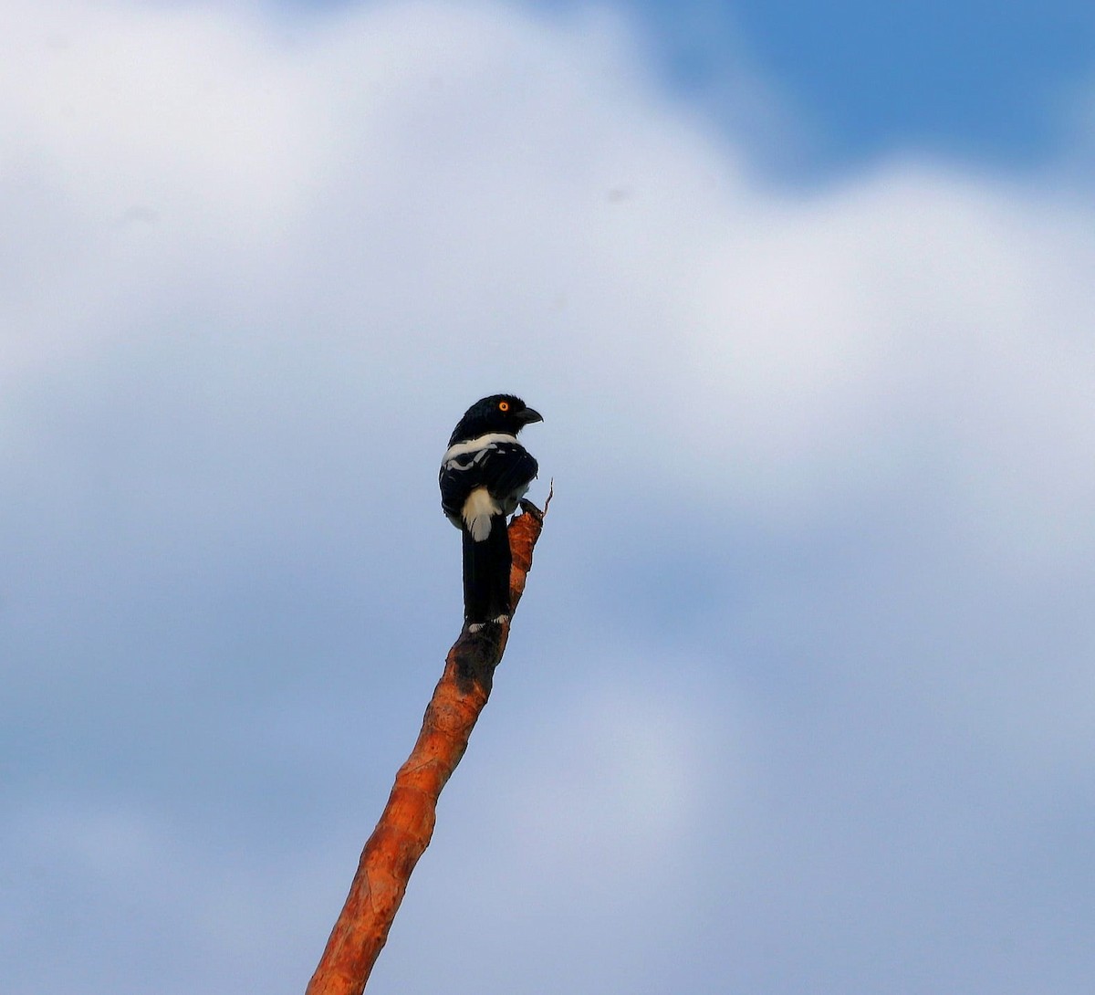 Magpie Tanager - George Dávila