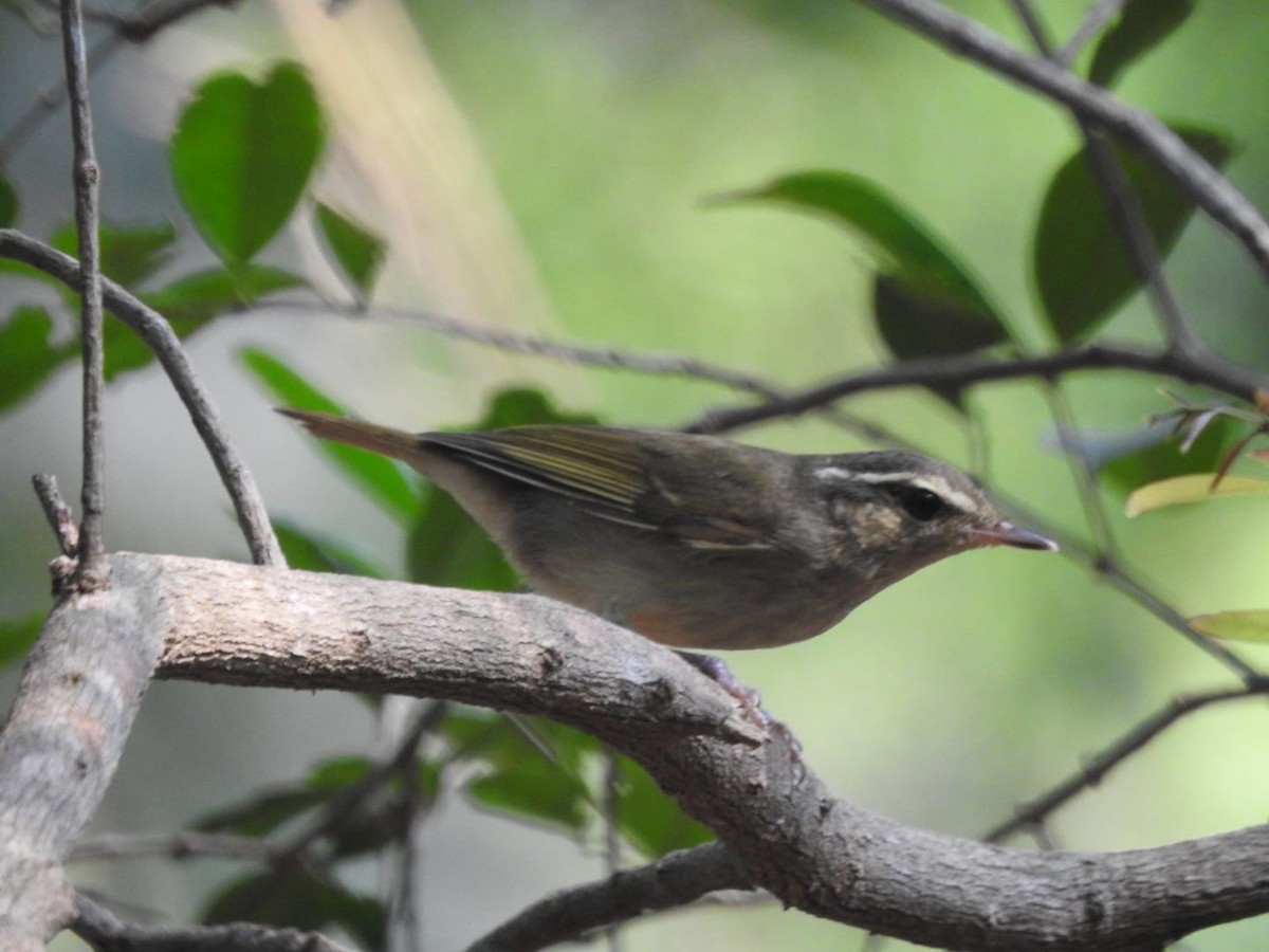 Large-billed Leaf Warbler - ML300513341