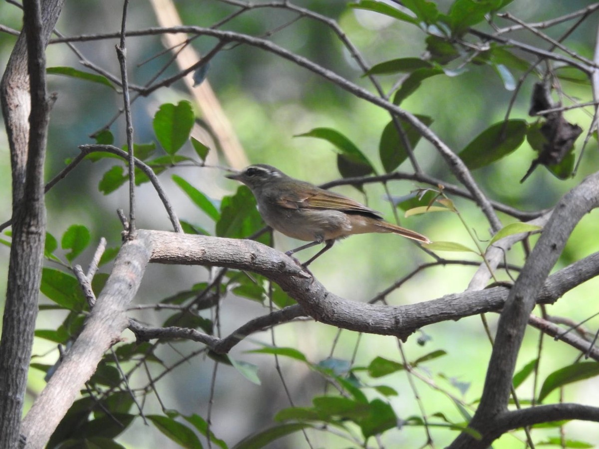 Large-billed Leaf Warbler - ML300513351