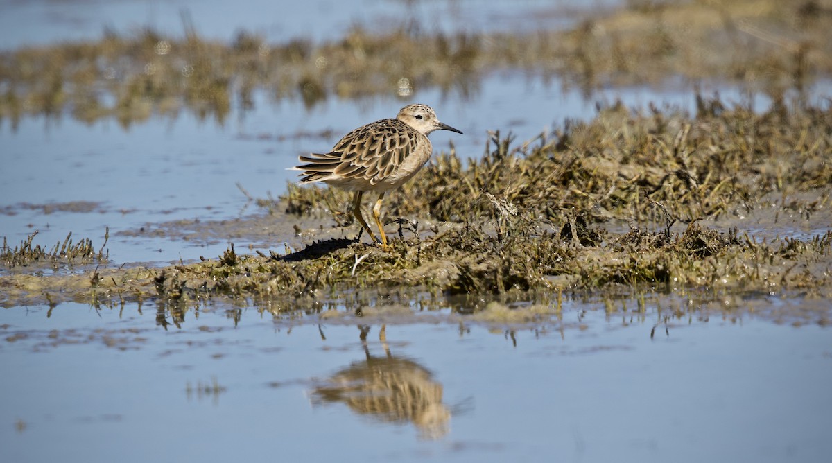 Buff-breasted Sandpiper - ML300514711