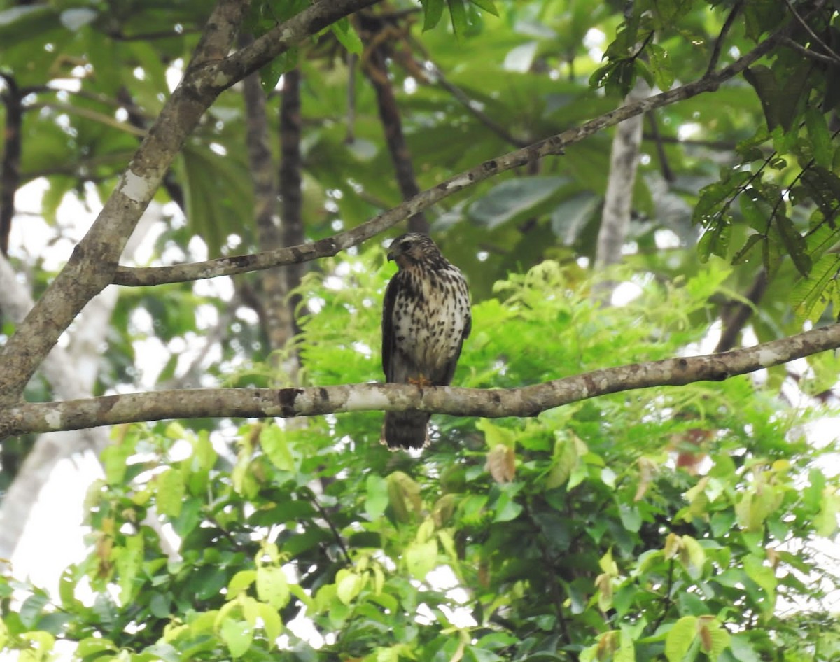 Broad-winged Hawk - ML300514791