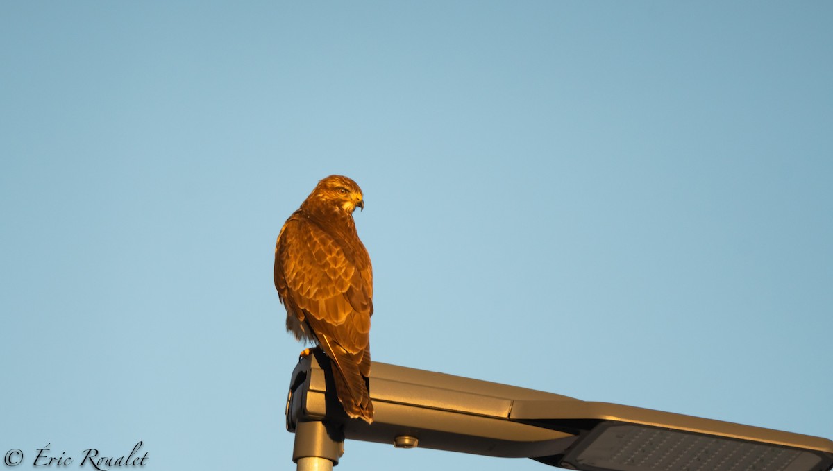 Busardo Ratonero (buteo) - ML300514891