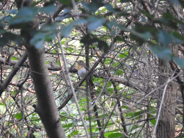 Blue-throated Flycatcher - ML300515231