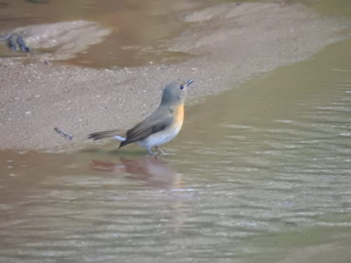 Blue-throated Flycatcher - ML300515241