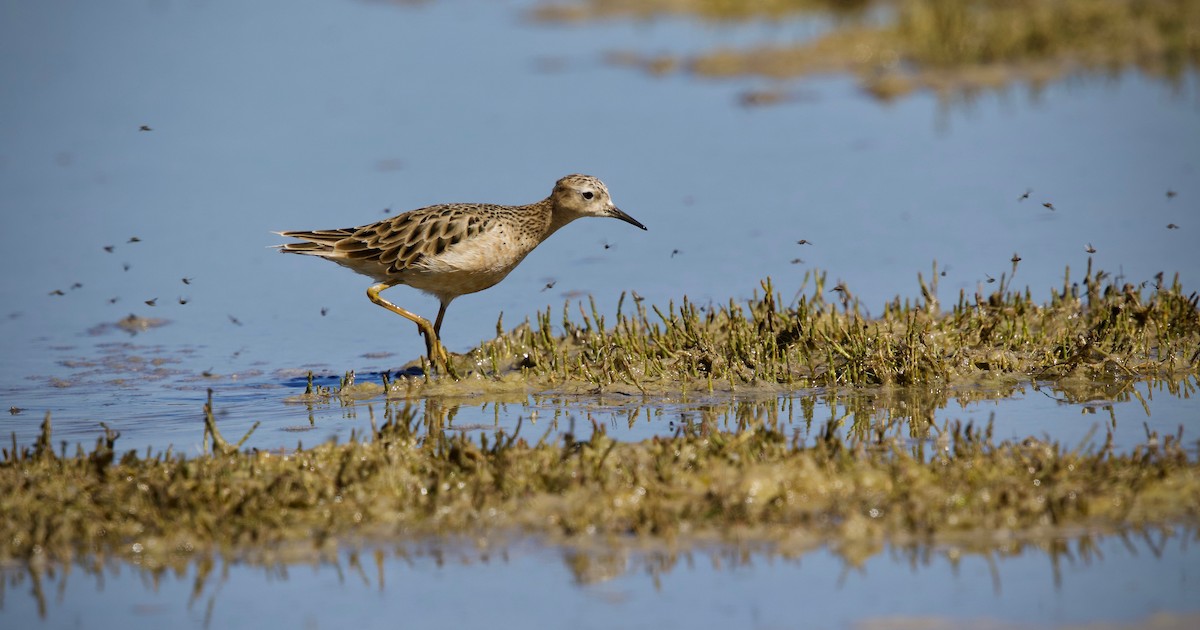 Buff-breasted Sandpiper - ML300515331