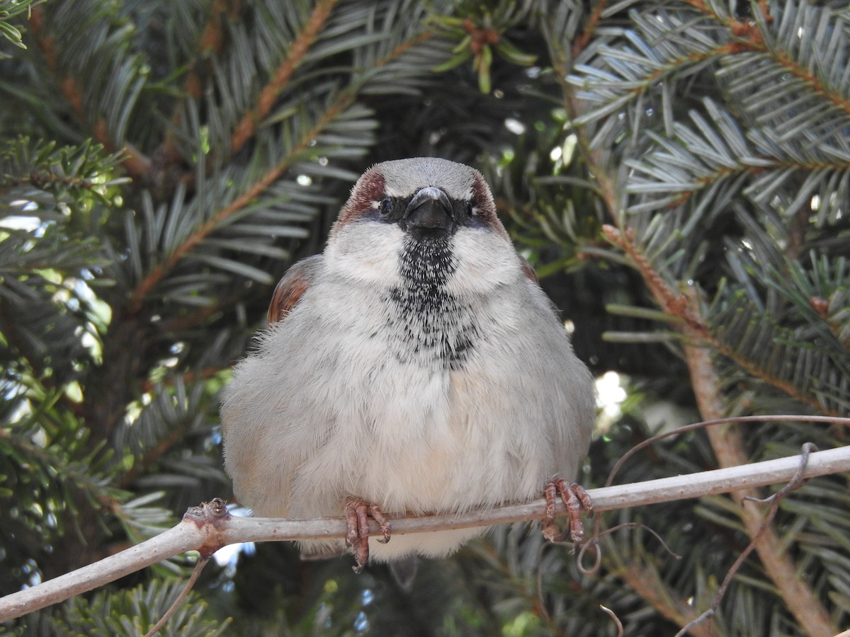 House Sparrow - ML300515561