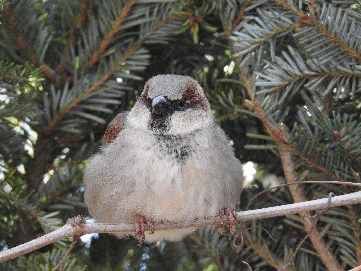 House Sparrow - ML300515591