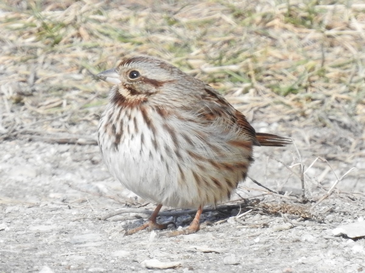 Song Sparrow - ML300515611