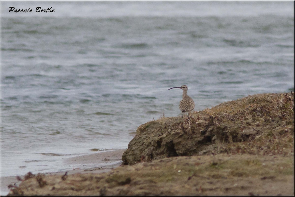 Whimbrel - Pascale Berthe