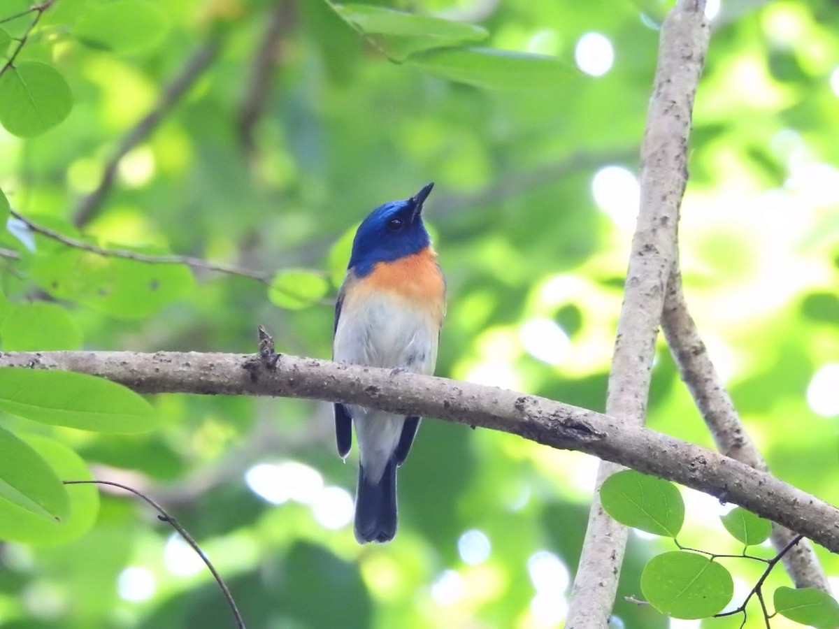 Blue-throated Flycatcher - ML300516041