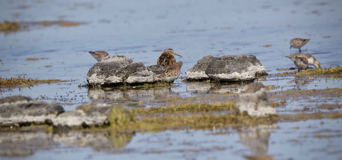 Graubrust-Strandläufer - ML300516511