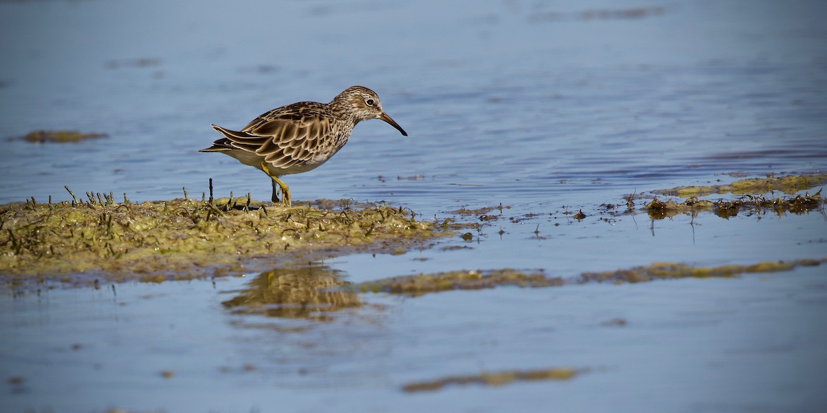 Bécasseau à poitrine cendrée - ML300516561