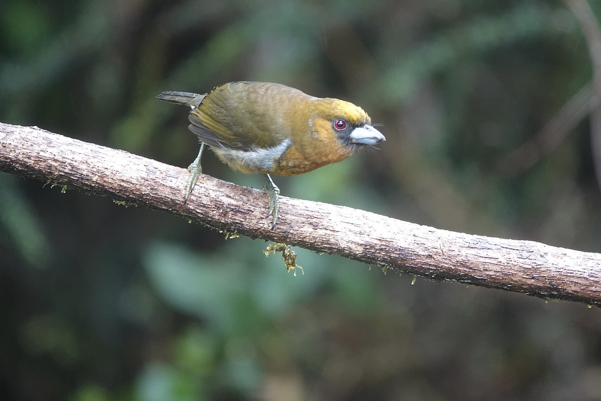 Prong-billed Barbet - Howard Laidlaw