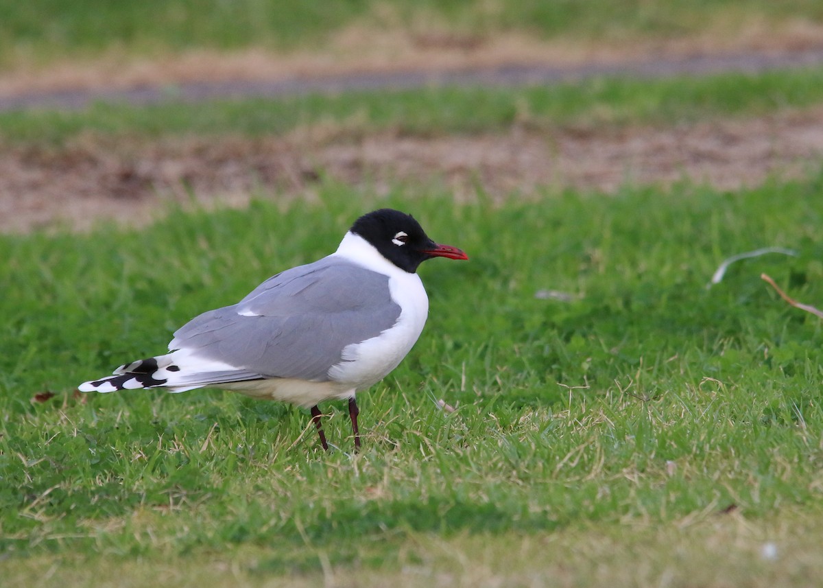 Franklin's Gull - ML30051751