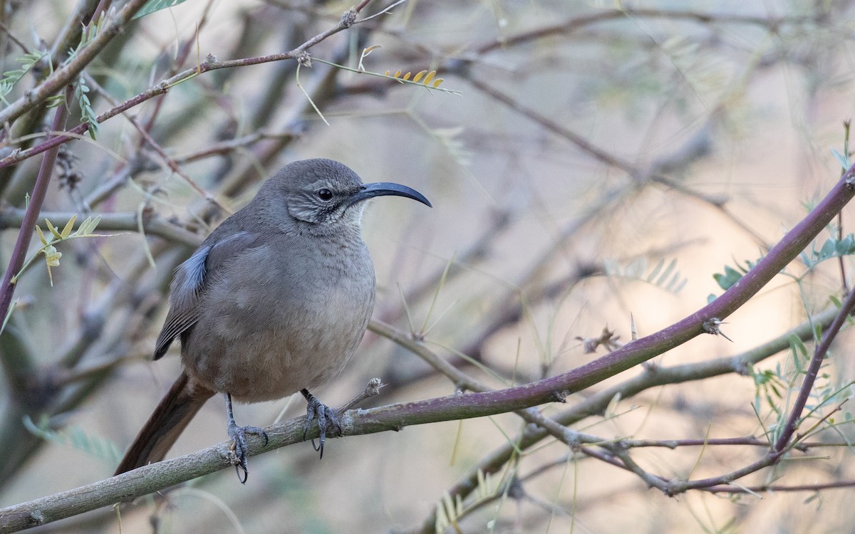 California Thrasher - ML300517731