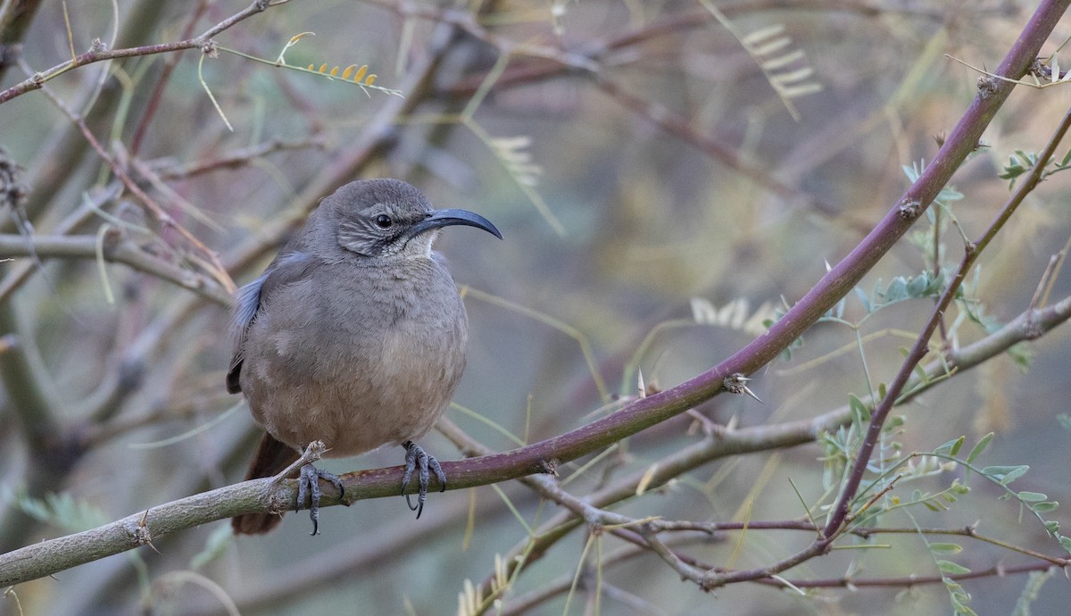California Thrasher - Ian Davies