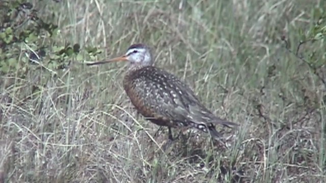 Hudsonian Godwit - ML300518131