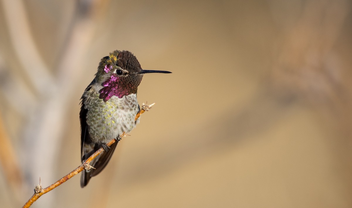 Colibrí de Anna - ML300518241